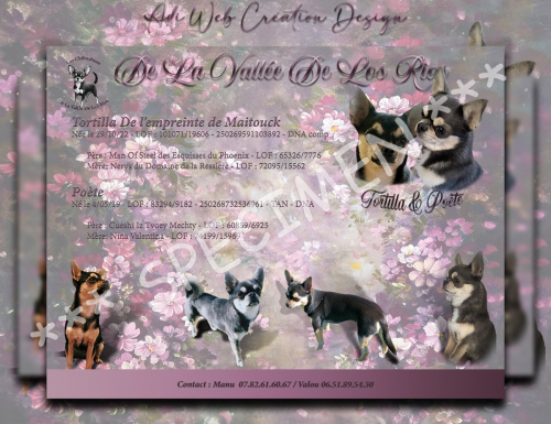 affichePub-chichi-rose