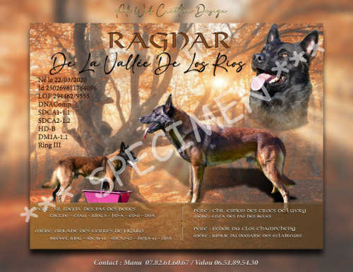 affiche Pub Ragnar-Orange